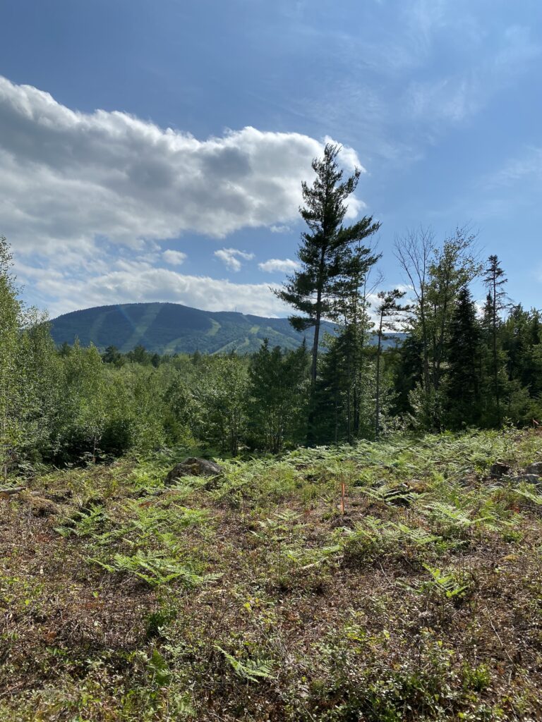 View from The Colony at Sunday River